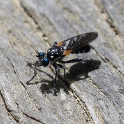 Orthogonis sp. (genus) (Robber fly) at Tidbinbilla Nature Reserve - 31 Jan 2023 by RodDeb