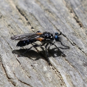 Orthogonis sp. (genus) at Paddys River, ACT - 31 Jan 2023