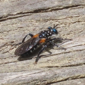 Orthogonis sp. (genus) at Paddys River, ACT - 31 Jan 2023