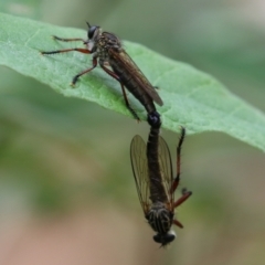 Zosteria sp. (genus) (Common brown robber fly) at Tidbinbilla Nature Reserve - 31 Jan 2023 by RodDeb