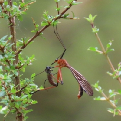 Harpobittacus australis (Hangingfly) at Paddys River, ACT - 31 Jan 2023 by RodDeb