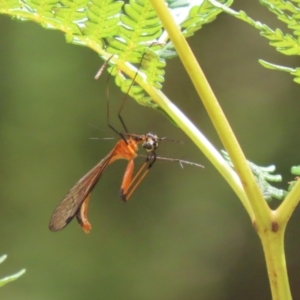 Harpobittacus australis at Paddys River, ACT - 31 Jan 2023 11:56 AM