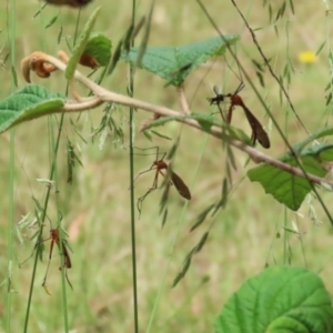 Harpobittacus australis at Paddys River, ACT - 31 Jan 2023