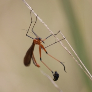 Harpobittacus australis at Paddys River, ACT - 31 Jan 2023 11:56 AM