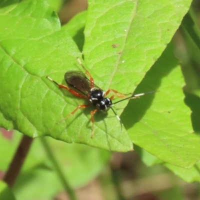 Ichneumonidae (family) (Unidentified ichneumon wasp) at Paddys River, ACT - 31 Jan 2023 by RodDeb