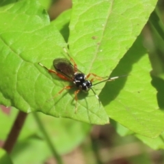 Ichneumonidae (family) (Unidentified ichneumon wasp) at Paddys River, ACT - 31 Jan 2023 by RodDeb