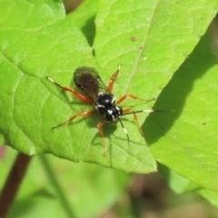 Ichneumonidae (family) at Paddys River, ACT - 31 Jan 2023 11:38 AM