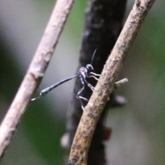 Gasteruption sp. (genus) (Gasteruptiid wasp) at Paddys River, ACT - 31 Jan 2023 by RodDeb