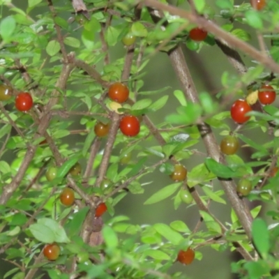 Coprosma quadrifida (Prickly Currant Bush, Native Currant) at Paddys River, ACT - 31 Jan 2023 by RodDeb