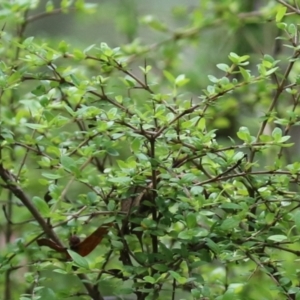 Coprosma quadrifida at Paddys River, ACT - 31 Jan 2023