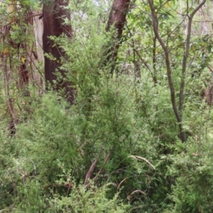 Coprosma quadrifida at Paddys River, ACT - 31 Jan 2023