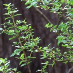 Coprosma quadrifida at Paddys River, ACT - 31 Jan 2023