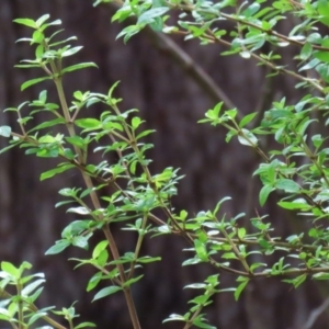 Coprosma quadrifida at Paddys River, ACT - 31 Jan 2023