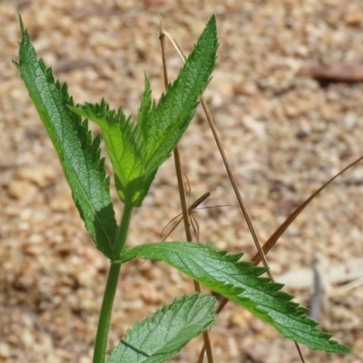 Verbena incompta (Purpletop) at Tidbinbilla Nature Reserve - 31 Jan 2023 by RodDeb