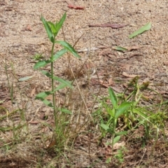 Verbena incompta at Paddys River, ACT - 31 Jan 2023 11:36 AM