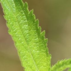 Verbena incompta at Paddys River, ACT - 31 Jan 2023 11:36 AM