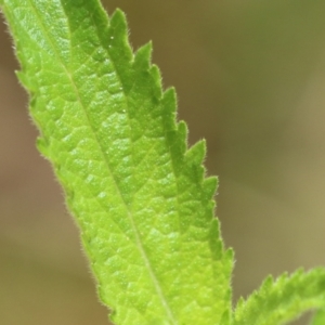 Verbena incompta at Paddys River, ACT - 31 Jan 2023