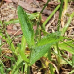 Verbena incompta at Paddys River, ACT - 31 Jan 2023 11:36 AM