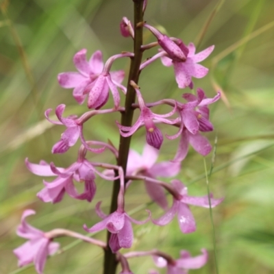 Dipodium roseum (Rosy Hyacinth Orchid) at Tidbinbilla Nature Reserve - 31 Jan 2023 by RodDeb