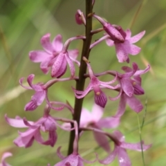 Dipodium roseum at Paddys River, ACT - 31 Jan 2023