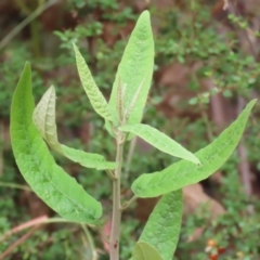 Olearia lirata (Snowy Daisybush) at Paddys River, ACT - 31 Jan 2023 by RodDeb