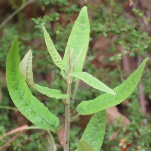 Olearia lirata at Paddys River, ACT - 31 Jan 2023