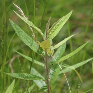 Olearia lirata at Paddys River, ACT - 31 Jan 2023