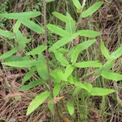 Olearia lirata at Paddys River, ACT - 31 Jan 2023