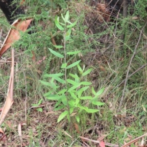 Olearia lirata at Paddys River, ACT - 31 Jan 2023