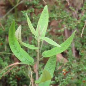 Olearia lirata at Paddys River, ACT - 31 Jan 2023