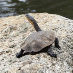 Chelodina longicollis (Eastern Long-necked Turtle) at Paddys River, ACT - 31 Jan 2023 by RodDeb
