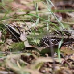 Eulamprus heatwolei (Yellow-bellied Water Skink) at Paddys River, ACT - 31 Jan 2023 by RodDeb