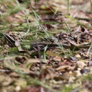 Eulamprus heatwolei at Paddys River, ACT - 31 Jan 2023