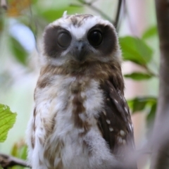 Ninox boobook (Southern Boobook) at Tidbinbilla Nature Reserve - 31 Jan 2023 by RodDeb