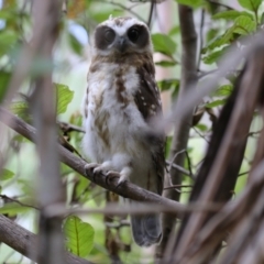 Ninox boobook at Paddys River, ACT - 31 Jan 2023 11:48 AM