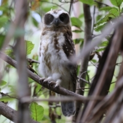 Ninox boobook at Paddys River, ACT - 31 Jan 2023 11:48 AM