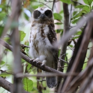 Ninox boobook at Paddys River, ACT - 31 Jan 2023 11:48 AM