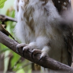 Ninox boobook at Paddys River, ACT - 31 Jan 2023 11:48 AM