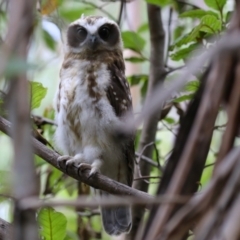 Ninox boobook at Paddys River, ACT - 31 Jan 2023