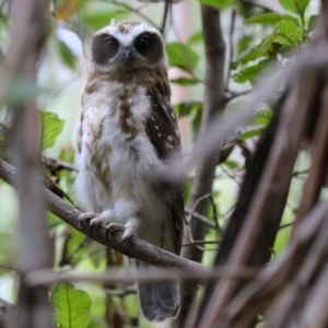 Ninox boobook at Paddys River, ACT - 31 Jan 2023 11:48 AM