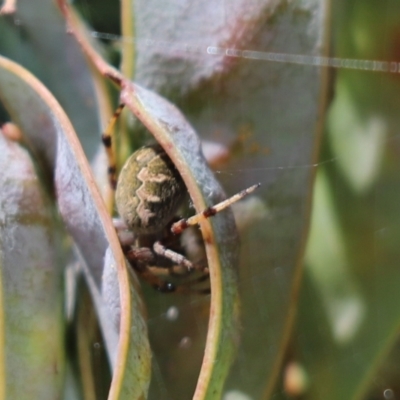 Araneus hamiltoni (Hamilton's Orb Weaver) at Cook, ACT - 30 Nov 2022 by Tammy