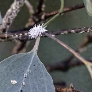 Cryptolaemus montrouzieri at Evatt, ACT - 1 Feb 2023 06:23 PM