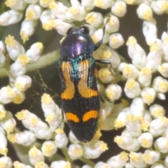 Castiarina flavopicta (Flavopicta jewel beetle) at Cotter River, ACT - 1 Feb 2023 by Harrisi