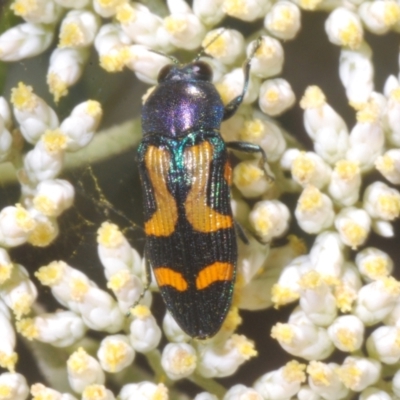 Castiarina flavopicta (Flavopicta jewel beetle) at Lower Cotter Catchment - 1 Feb 2023 by Harrisi