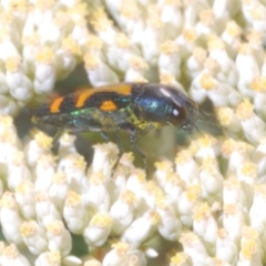 Castiarina flavopicta at Cotter River, ACT - 1 Feb 2023 04:29 PM