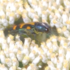 Castiarina flavopicta at Cotter River, ACT - 1 Feb 2023