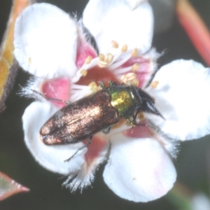 Diphucrania cupripennis at Cotter River, ACT - 1 Feb 2023