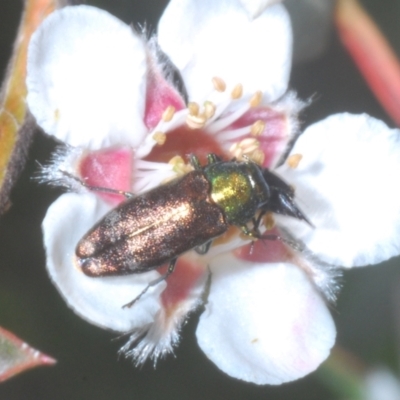 Diphucrania cupripennis (A Jewel Beetle) at Cotter River, ACT - 1 Feb 2023 by Harrisi