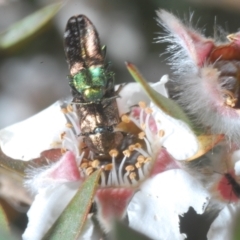 Diphucrania cupripennis at Cotter River, ACT - 1 Feb 2023