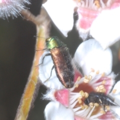 Diphucrania cupripennis at Cotter River, ACT - 1 Feb 2023